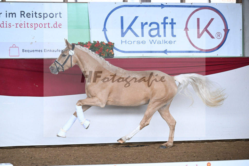 Kat-Nr. 35 Gruendleinshofs Herzbeben v. Golden West_Bauer_16250360 | hf-fotografie - Realizzato con Pictrs.com
