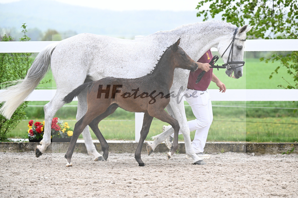Kat-Nr. 34 HF Coeur de Lion x Powerfee_Herz_23261248 | hf-fotografie - Realisiert mit Pictrs.com