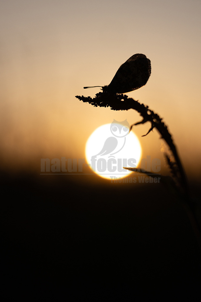 R5NF0856-20230518 | Aurorafalter lassen sich auf Wiesen oder an Wegrändern in Wäldern antreffen. Vor allem Kreuzblütler, wie das Wiesenschaumkraut, werden regelmäßig angeflogen. Während Männchen an den Vorderflügeln eine auffällig orangefarbene Stelle besitzen, sind die Flügel der Weibchen rein weiß. - Realisiert mit Pictrs.com