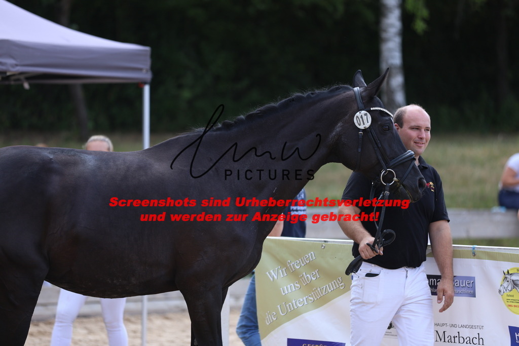 Fohlenschau_Schwäbisch_Hall_dressurbetonte_Fohlen_KN 17_1 | lmwpictures - Realisiert mit Pictrs.com