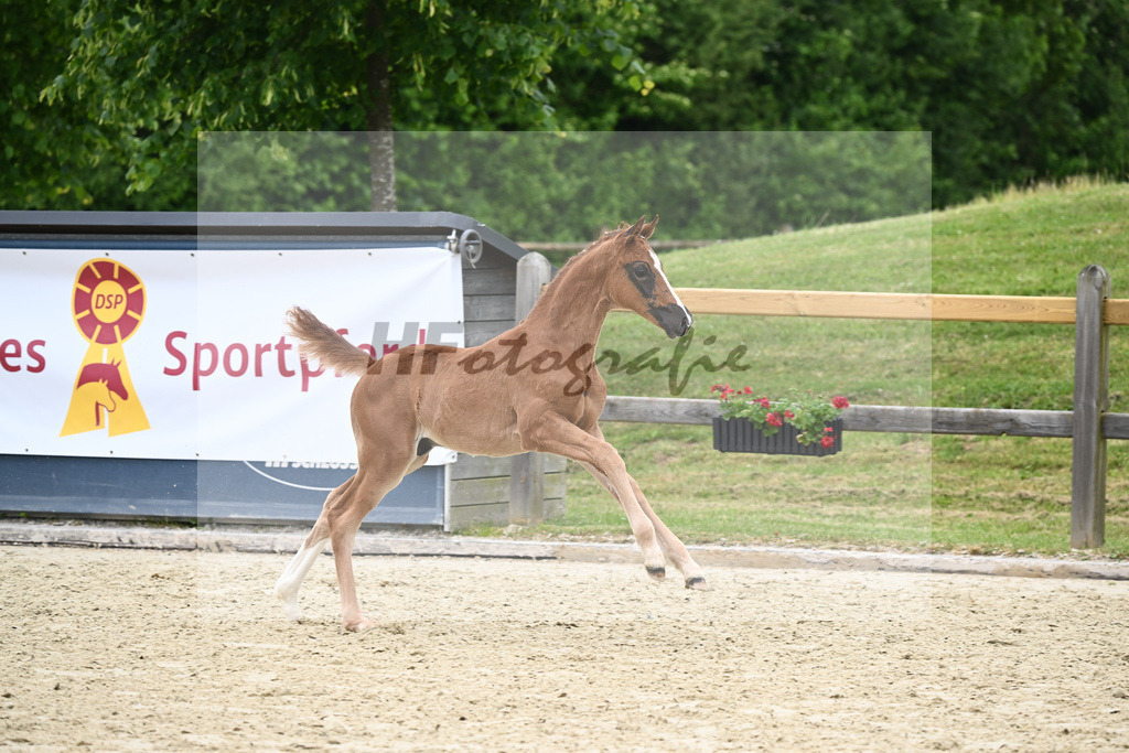 Kat-Nr. 17 HF Benicio_Binder_17230583 | hf-fotografie - Realizzato con Pictrs.com
