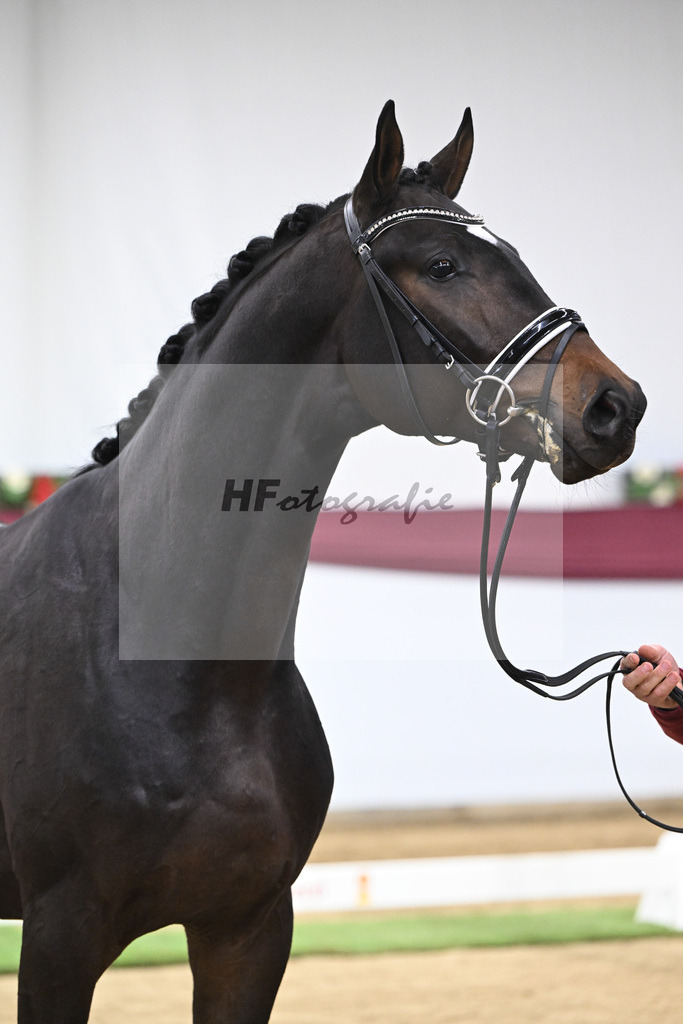 Kat-Nr. 127 Fair Deal x Sir Donnerhall I_Dr. Sarah Brendl_47254213 | hf-fotografie - Realisiert mit Pictrs.com