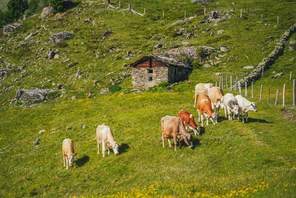 Glocknerblick_2022 | piet_flosse