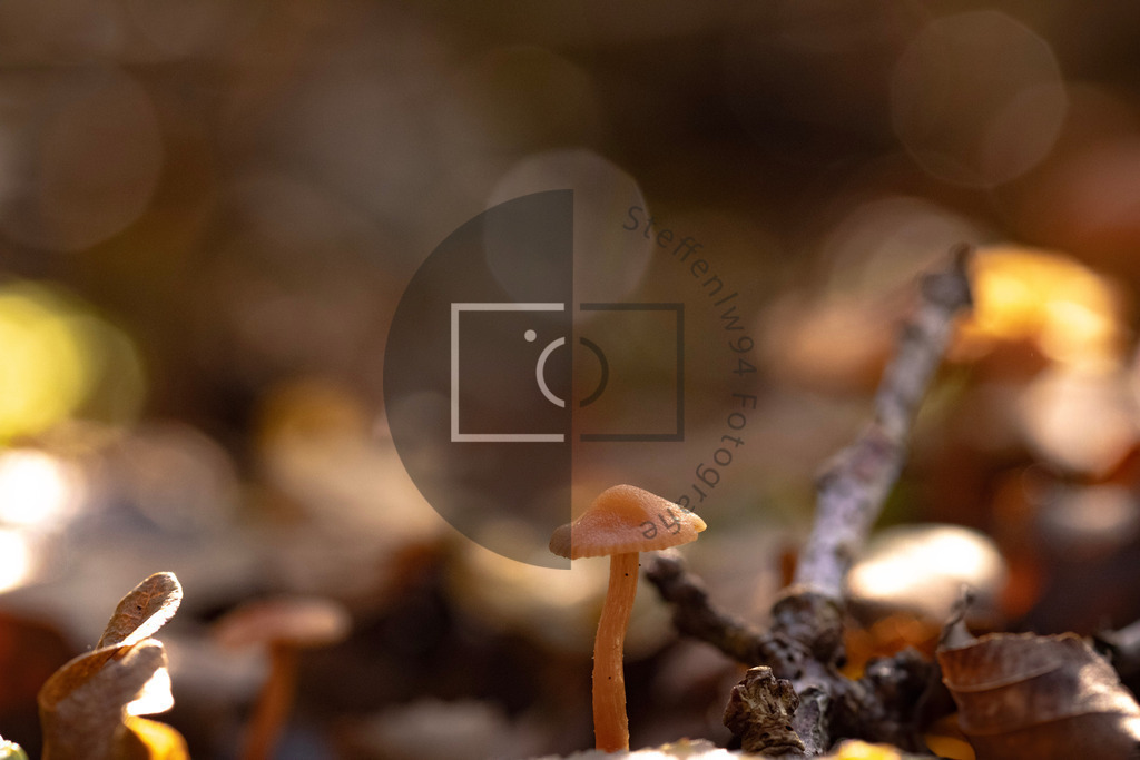 Brauner Minipilz Wandbild | Ich bin Fotograf und auf meiner Webseite hast du die Möglichkeit meine fotografie als Wandbilder druckfertig für dein Zuhause zu bestellten. - Realisiert mit Pictrs.com