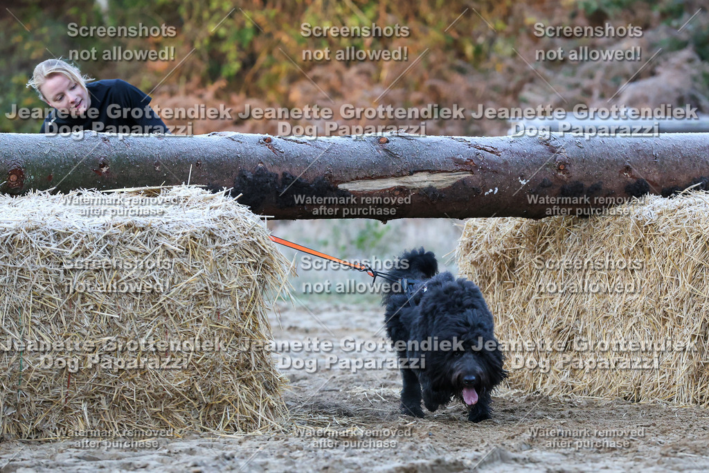 Dog Paparazzi - Strongdog 10-25-246 | Dog Paparazzi Jeanette Grottendiek Fotografie & Videografie - Realisiert mit Pictrs.com