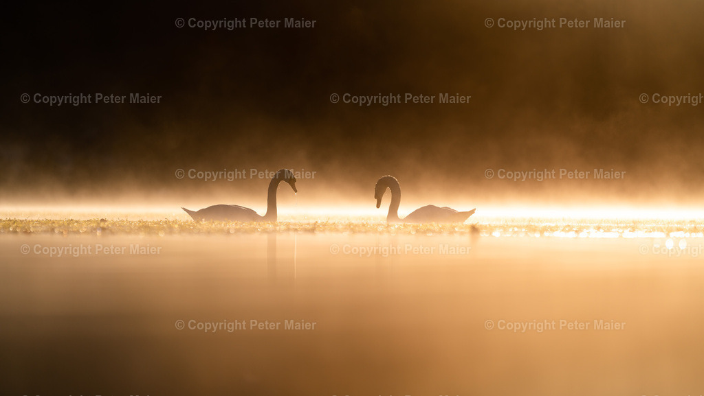 Morgendlicher Schwantanz | Schwan schwimmt über den Rosenbauer Stausee im Sonnenuntergang