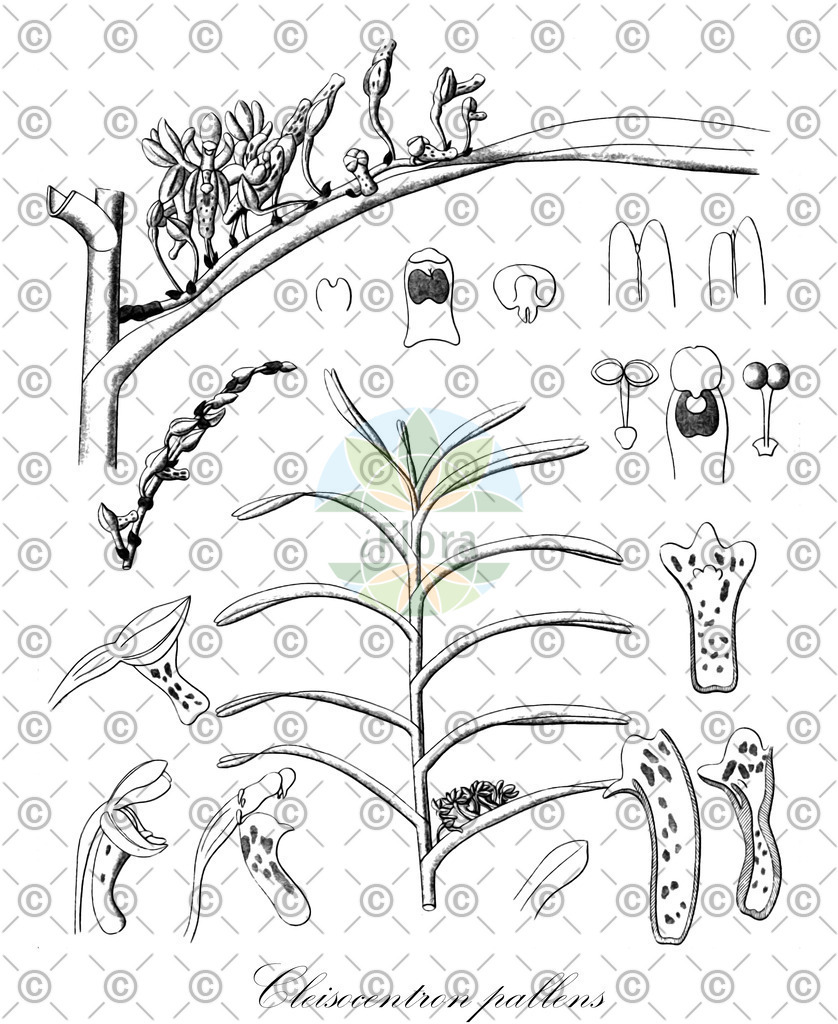 HistAbb_wfo-0000873059_1_ENZY_Simple | Historische Abbildung von Cleisocentron pallens - Orchidaceae | Historical Illustration of Cleisocentron pallens - Orchidaceae
