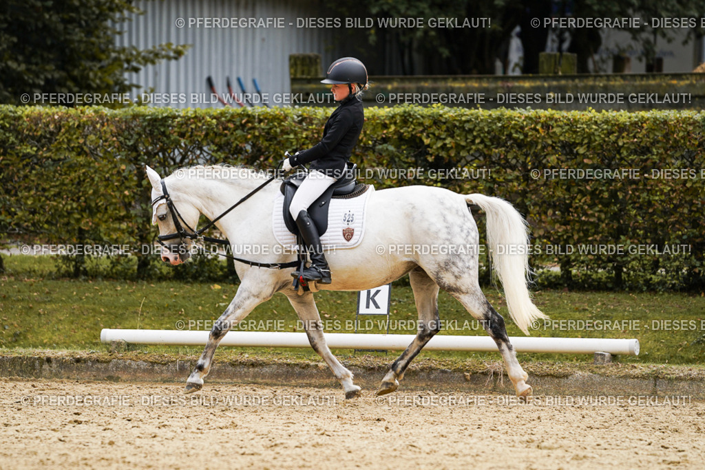 DSC09578 | Pferdegrafie