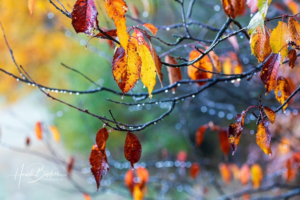 Bunte Blätter am Baum | Bunte Blätter am Baum - Realisiert mit Pictrs.com