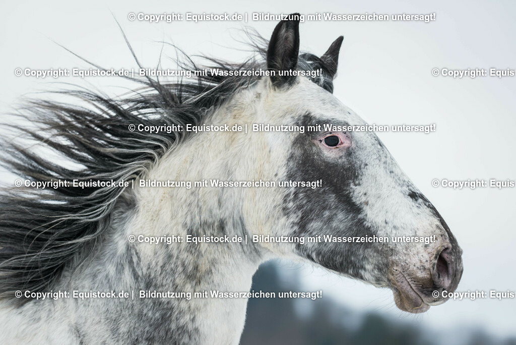 20150209_Knabstrupper_im_Schnee_0005 | equistock