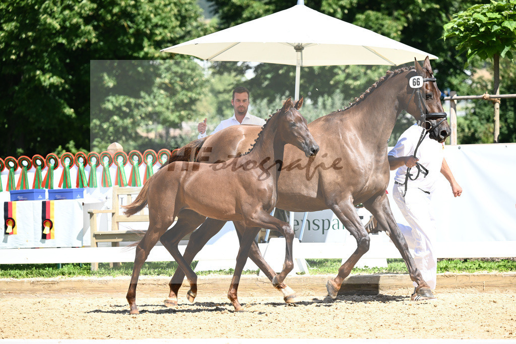 Kat-Nr. 66 SF DSP Feliciano x Damon Cello_Katzke_27230883 | hf-fotografie - Realisiert mit Pictrs.com