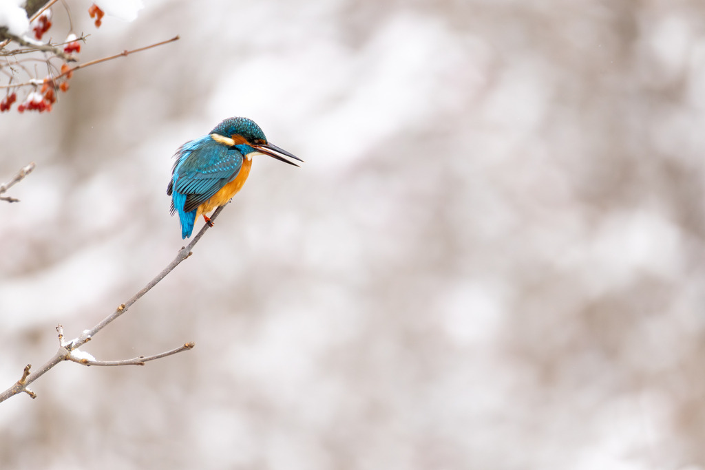 Der Eisvogel | Der Eisvogel (Alcedo atthis) ist aufgrund seines leuchtend bunten Gefieders und seiner pfeilschnellen Jagdweise eine der auffälligsten und schönsten Vogelarten Mitteleuropas. Er wird oft als "fliegender Edelstein" bezeichnet und dient als wichtiger Indikator für die Gesundheit und Naturnähe von Gewässern. - Realisiert mit Pictrs.com