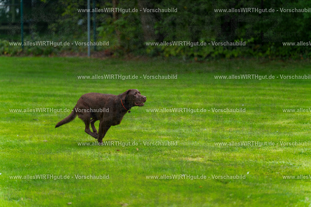Hundeschwimmen_Grefrath_2026-allesWIRTHgut_Tierfotografie-11_00-7R502986 | Professionelle Tierfotografie in Mönchengladbach von Daniel Wirth (allesWIRTHgut). Liebevolle & natürliche Bilder von Hunden & Katzen für unvergessliche Erinnerungen.
