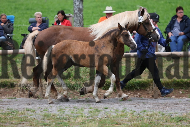 Fohlenprämierung_Sankt-Märgen_2024_KN_11_Medici (42) | Alle Fotos der Reiterjournal Fotografin Doris Matthaes im Reiterjournal Online-Fotoshop. - Realisiert mit Pictrs.com