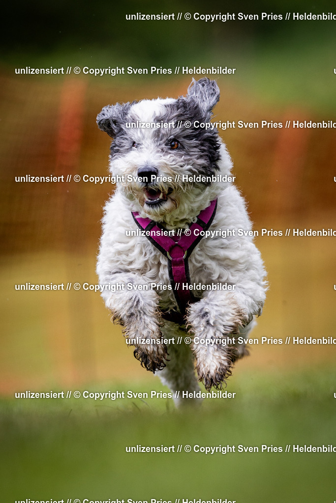 Sven Pries | 2024-04-21 - Hunderennen Baden-Oos
Foto: Sven Pries - Realisiert mit Pictrs.com