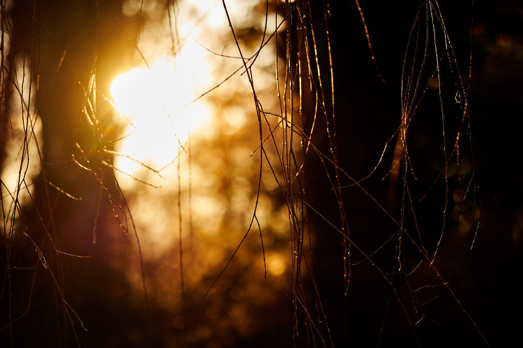 Weide im Gegenlicht | Wien, Austria - December 10, 2019: Weide im Gegenlicht. - Realisiert mit Pictrs.com