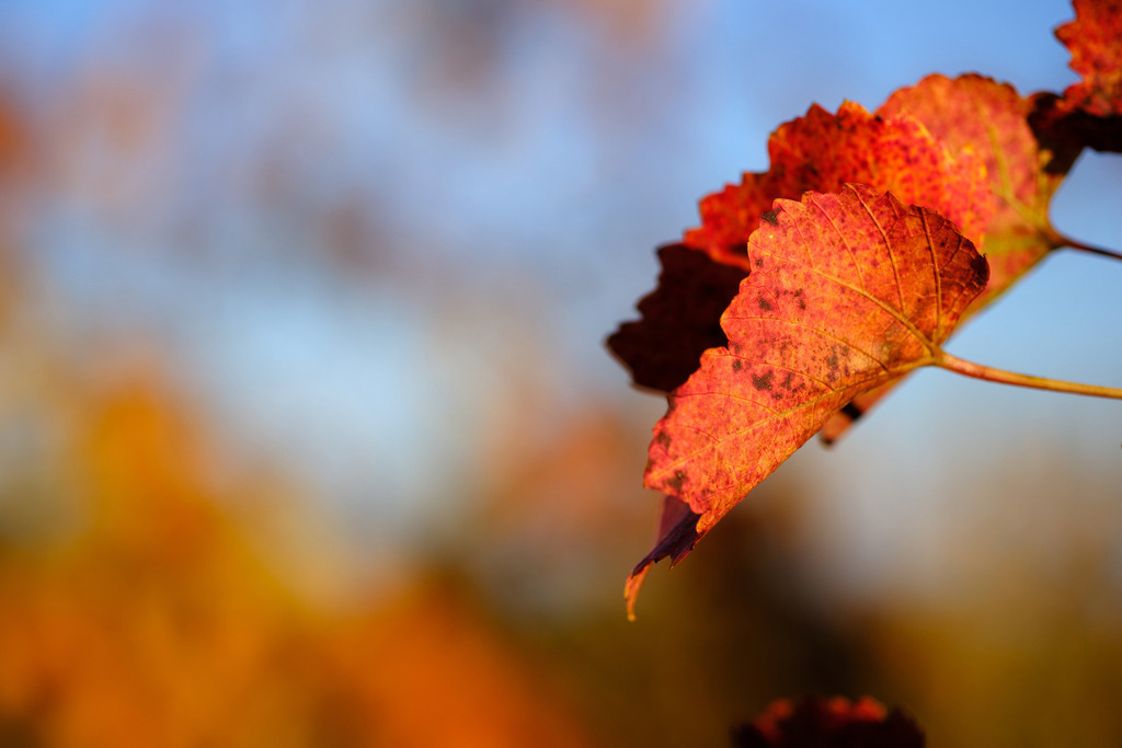 leuchtend rote Blätter am Weinstock | Enzersfeld, Austria - November 04, 2023: leuchtend rote Blätter am Weinstock. - Realisiert mit Pictrs.com