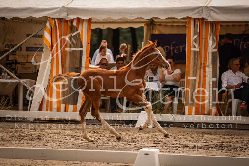 SaPA00159 | Leoni Ertmer Photography - Realisiert mit Pictrs.com