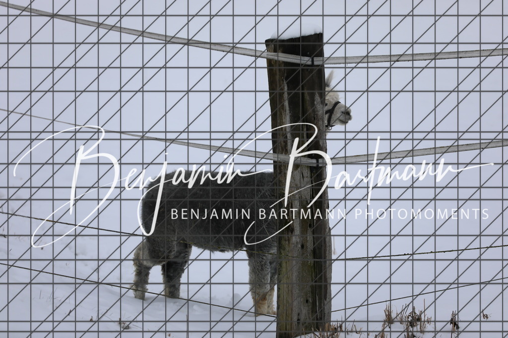 AZ2A3315 | Benjamin Bartmann Photomoments
