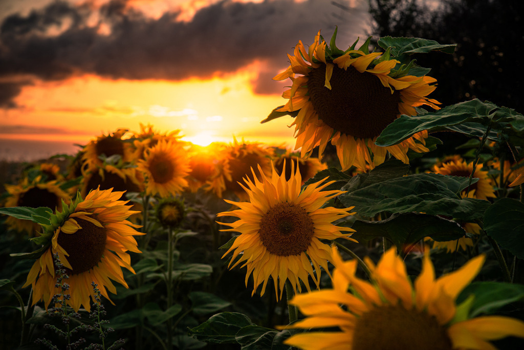 Sonnenblumenfeld | Das Bild zeigt majestätische Sonnenblumen, die im sanften Licht des Sonnenuntergangs erstrahlen. Die Landschaft um die Sonnenblumen herum verschwimmt im Hintergrund zu einem weichen, unscharfen Schimmer.