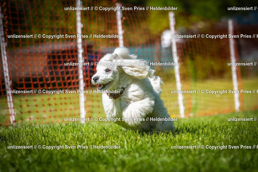 Hunderennen_April_2026_776 | 2026-04-26 - Hunderennen Baden-Oos April 2026 - Realisiert mit Pictrs.com
