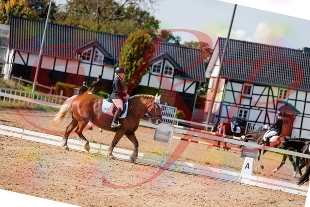 2026_10_03_Siefer-Hof_130250_Z63_64298629 | Professionelle Reitsport-, Turnier- und Eventfotografie von Robert Broda. Galerien mit ausgewählten und bearbeiteten Bildern direkt online ansehen und bestellen.