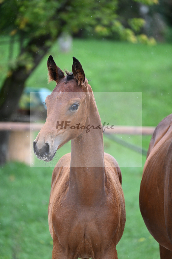 Kat-Nr. 7 SF DSP Va Bene_Hirschberger_25230104 | hf-fotografie - Realisiert mit Pictrs.com