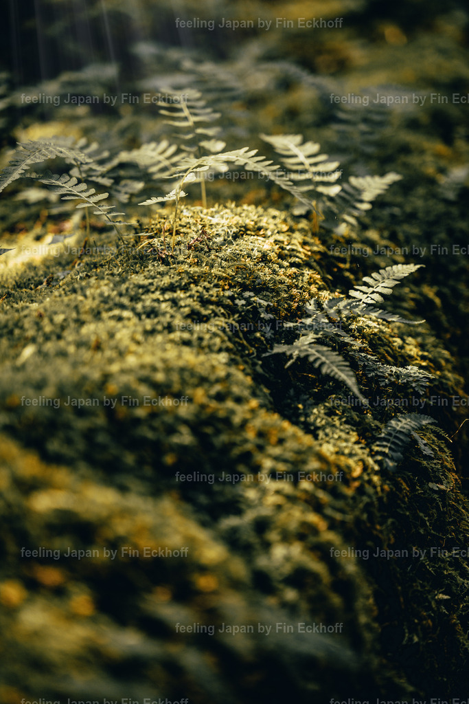 12 - Japan - Makro-3 | FI-LO Bildershop – Entdecken Sie beeindruckende Fotografie und inspirierende Videoproduktionen. Tauchen Sie ein in faszinierende Welten und lassen Sie sich von meinen einzigartigen Werken auf eine emotionale Reise mitnehmen. Perfekt für Kunstliebhaber und - Realisiert mit Pictrs.com