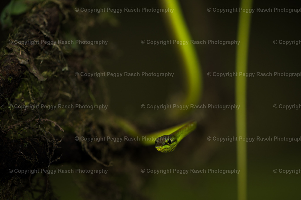 Schlange (12) | PeggyRaschPhotography - Realisiert mit Pictrs.com