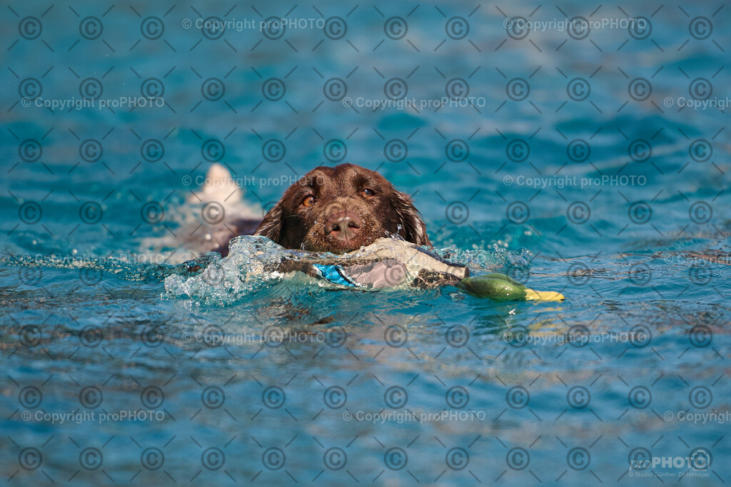 091_202509_4Hundebadetag_NZ9_2381 | proPHOTO - Realisiert mit Pictrs.com