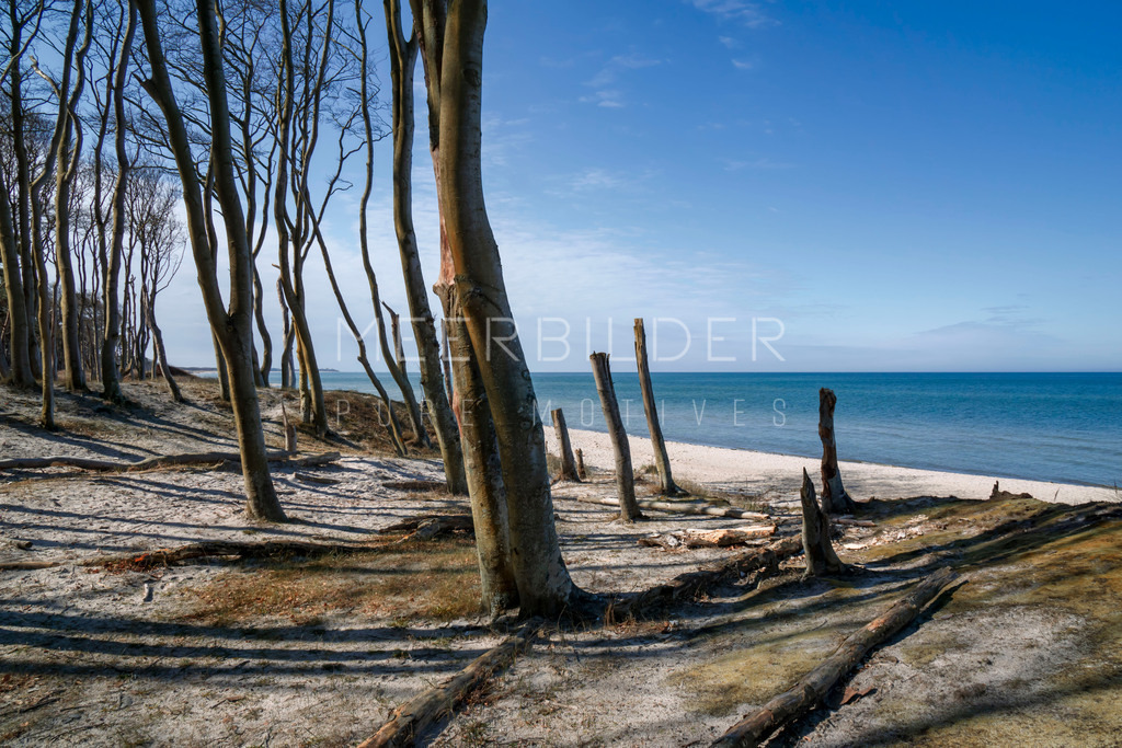 Darß Wald // Blick durch den Buchenwald | Ausblick vom Darßwald durch die Buchen auf den Weststrand. Der Fokus liegt auf der kargen Baumformation, die die blau leuchtende Ostsee mit einer sanften Unschärfe im Hintergrund zeigt. Dieses Ostseebild eignet sich für alle Druckformate in unserem Meerbilder-Shop.