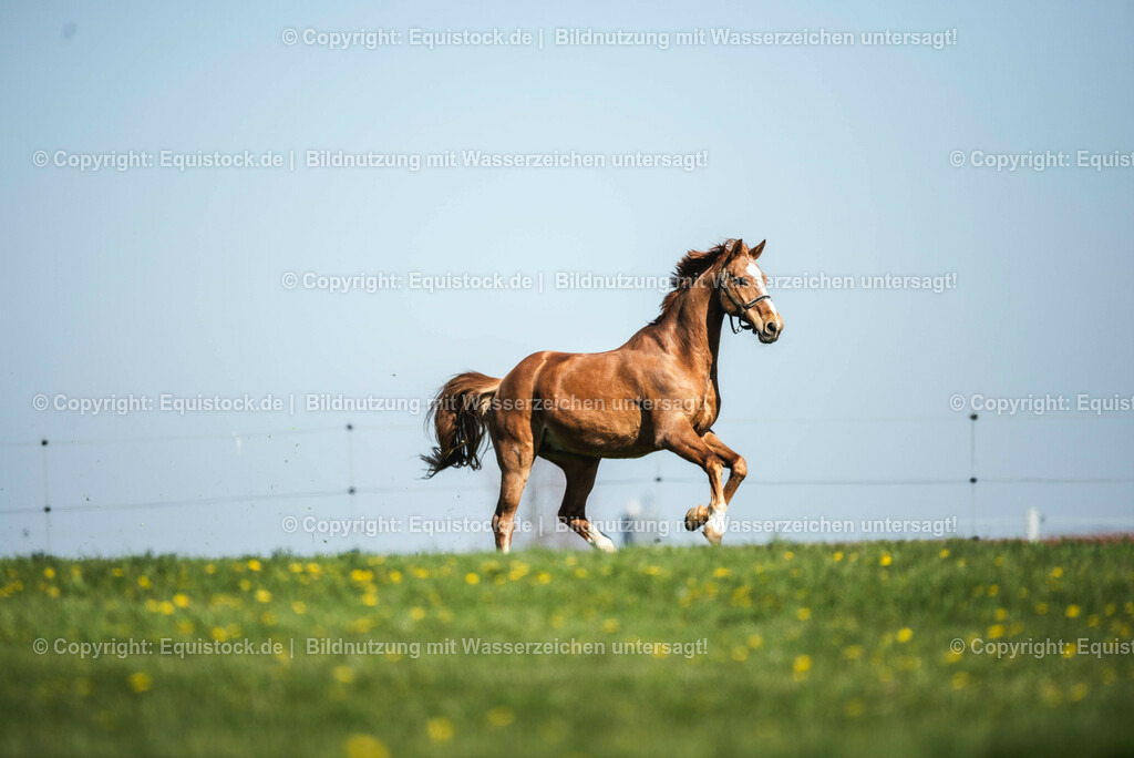 20210426_Pferd-auf-Koppel_0024 | equistock