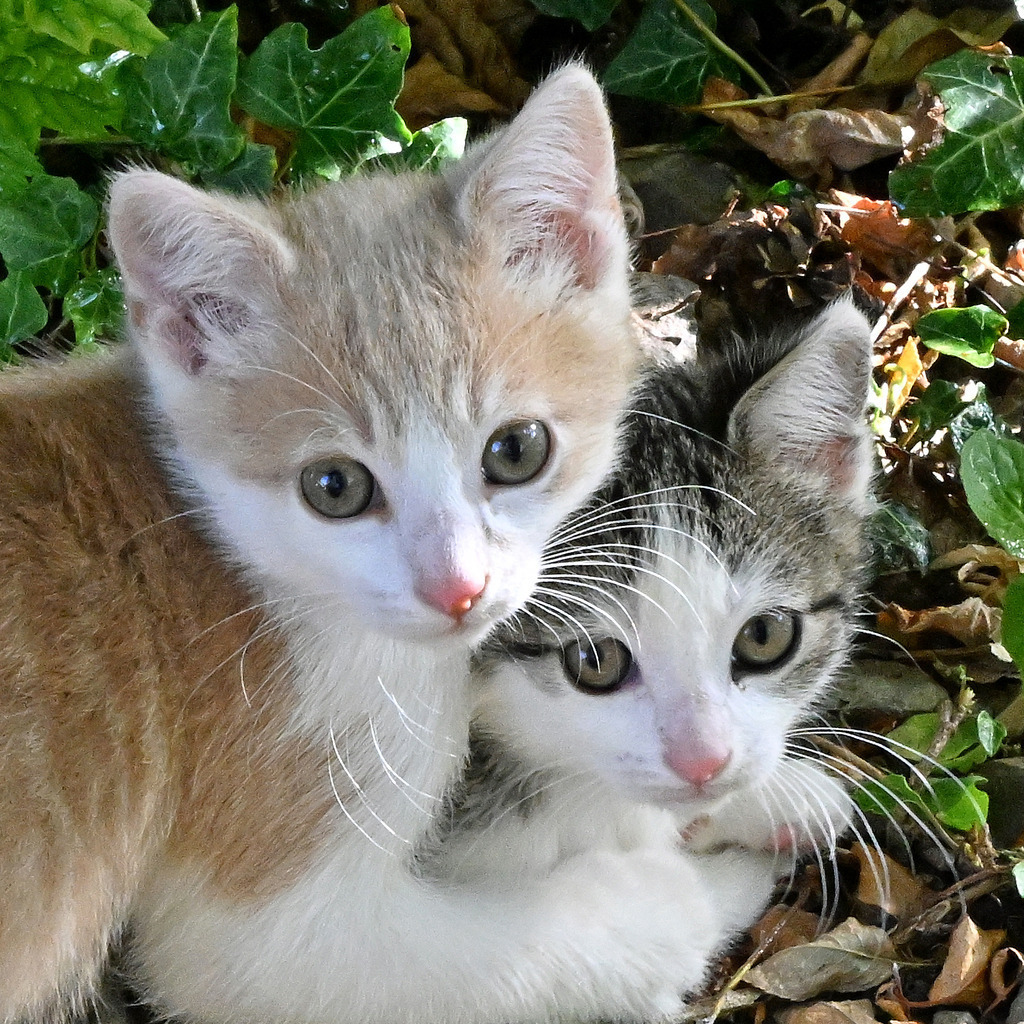 Katzen02q | lucisnaturbilder - Realisiert mit Pictrs.com