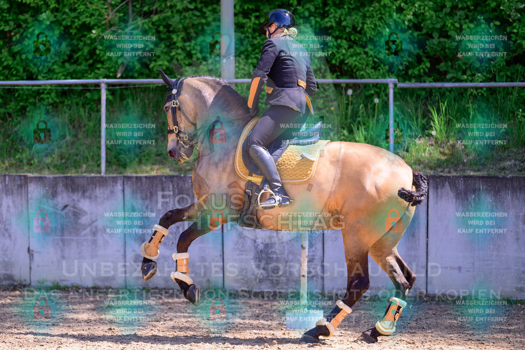 03052026-Giesenbach-04-Stiltrail-0299 | Fokus Hufschlag Fotografie - Realisiert mit Pictrs.com