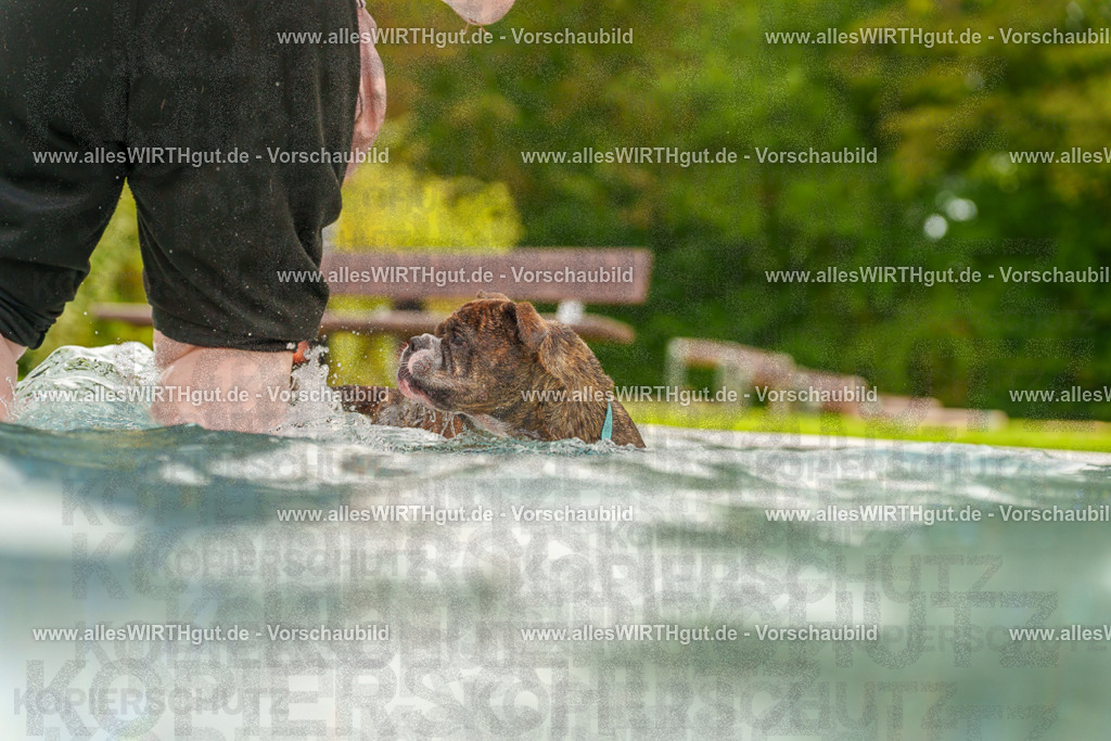 Hundeschwimmen_Grefrath_2026-allesWIRTHgut_Tierfotografie-11_39-7R503418 | Professionelle Tierfotografie in Mönchengladbach von Daniel Wirth (allesWIRTHgut). Liebevolle & natürliche Bilder von Hunden & Katzen für unvergessliche Erinnerungen.
