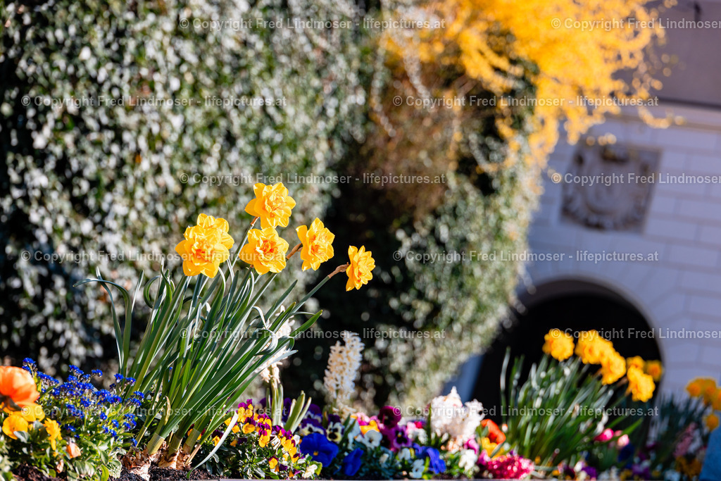 Frohnleiten Osterdeko 09042025 | Fotos und Fotoprodukte - Realisiert mit Pictrs.com