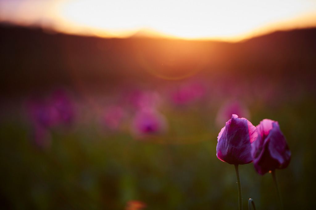 Schlafmohnfeld im Gegenlicht | Rohrbrunn, Austria - May 26, 2017: Schlafmohnfeld im Gegenlicht. - Realisiert mit Pictrs.com