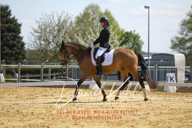 DKP43193 | Turniersportfotografie; Pferdefotografie; Dressurfotografie