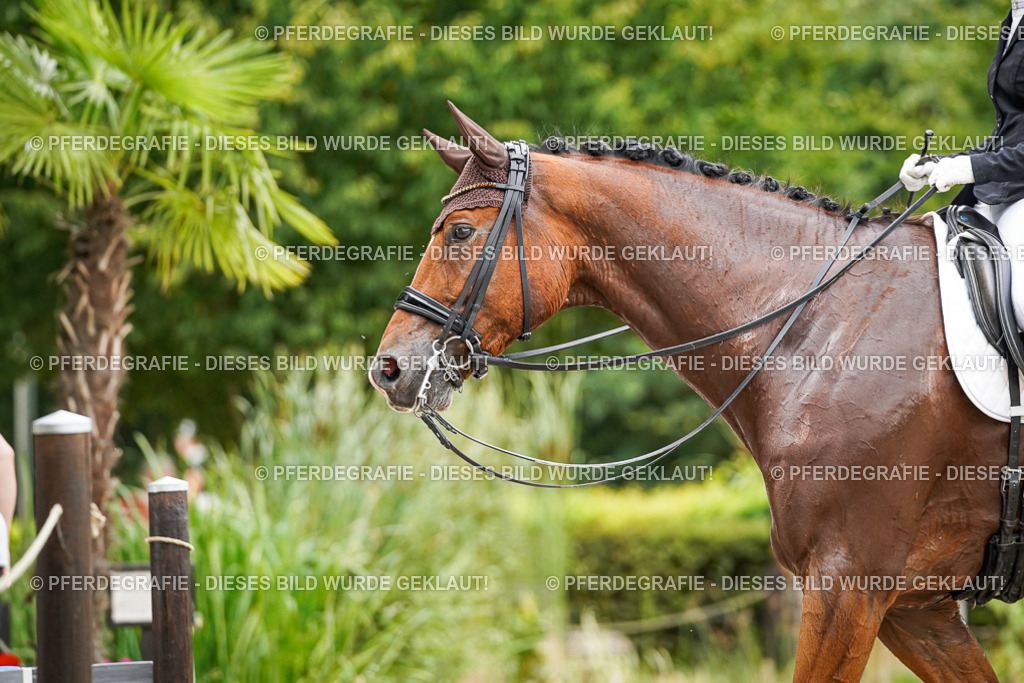 DSC06565 | Pferdegrafie