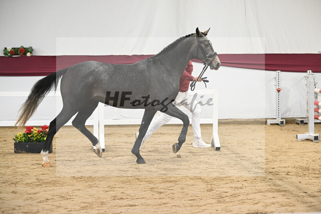 Kat-Nr. 2 Arezzo Man x Canoso_Pferdezucht Pech GbR 47250024 | hf-fotografie - Realisiert mit Pictrs.com