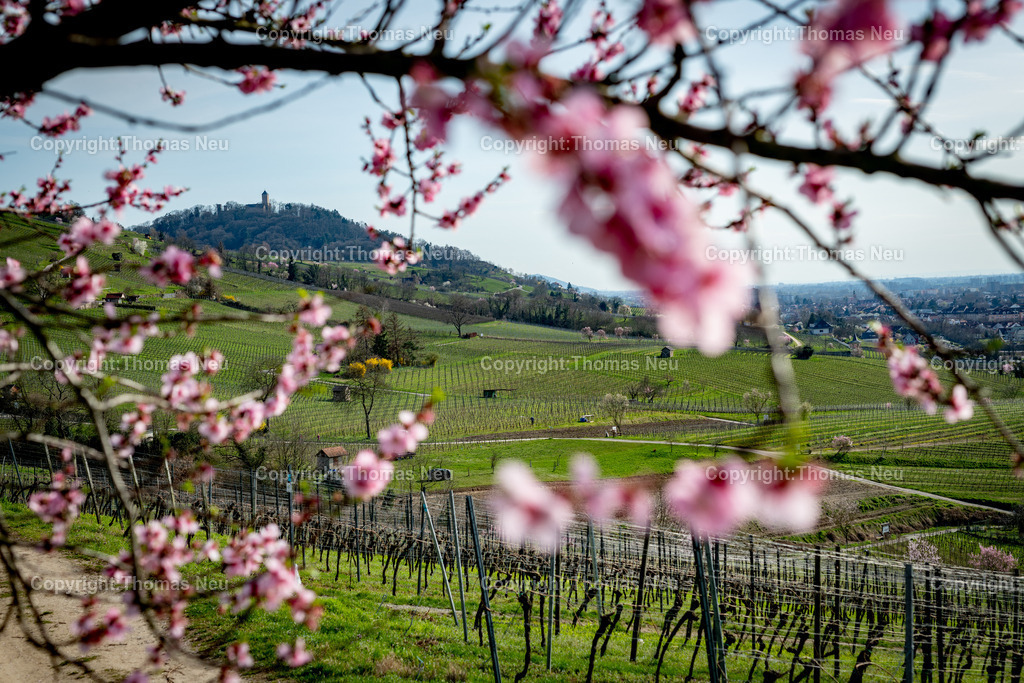 Mandelbluete-Bergstrasse-Weinberge-Fruehling-hessische-bergstrasse-Bensheim-Heppenheim-Fotografie-Thomas_neu-4796 | Die Mandelblüte an der Hessischen Bergstraße gehört zu den schönsten Frühlingsmomenten der Region. Ein blühender Mandelbaum steht oberhalb der Weinberge zwischen Bensheim und Heppenheim und bietet einen weiten Blick über die Rebenlandschaft.  Die Kombination aus blühenden Mandelbäumen, Weinbergen und der sanften Landschaft der Bergstraße macht diese Szene zu einem typischen Motiv des Frühlings in Südhessen.,Bild: Thomas Neu