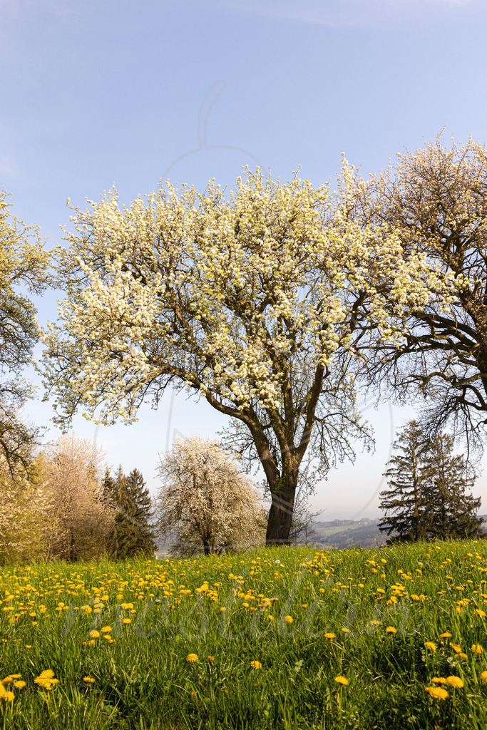 Blühender Birnbaum | Bei Veröffentlichung des Bildes ist eine Namensnennung wie folgt erforderlich: Foto: Mostdirn Irmgard Wieser - Realisiert mit Pictrs.com