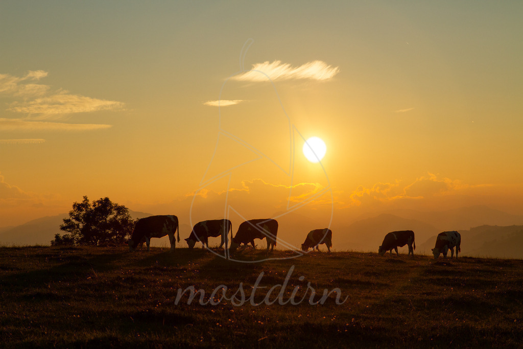 Tierischer Sommerabend i Mostviertel | Weidetiere grasen in der schönen Landschaft des Mostviertels. Mostviertler Sonnenuntergang tierisch schön. Als Wandbild auf Leinwand, Acryl oder Alu Dibond für ihre Räume. Landschaftsfoto von der Fotografin Irmi Wieser - Realisiert mit Pictrs.com