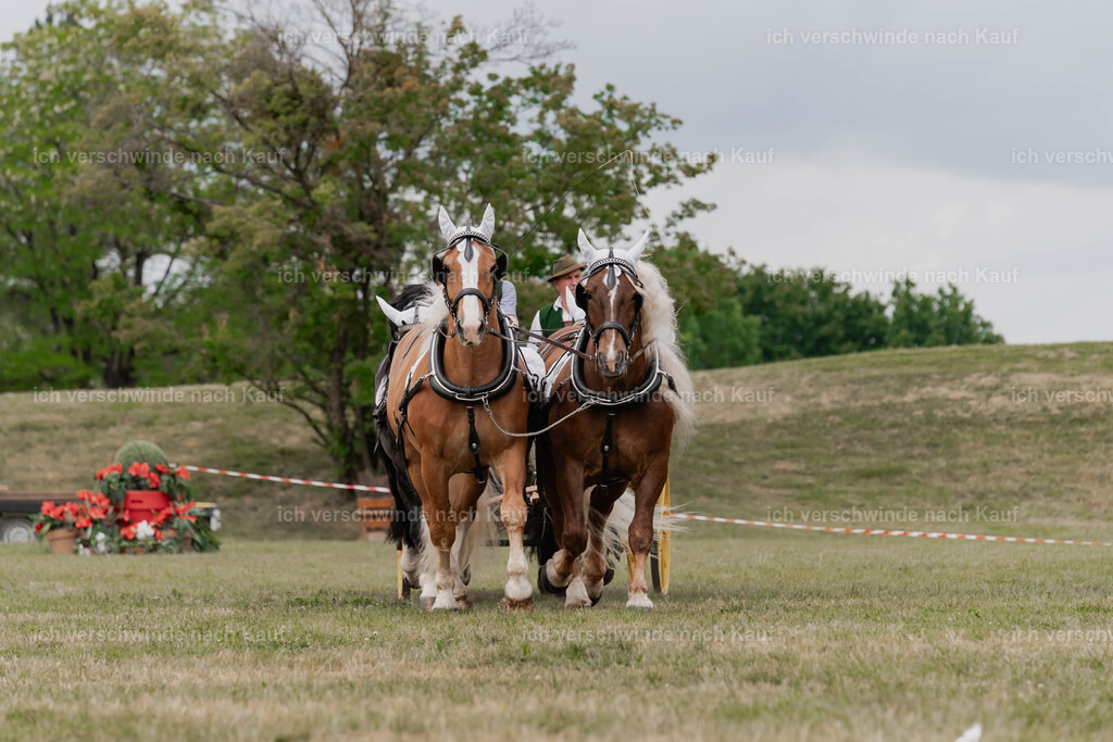 Showprogramm-353 | working equitationturnier fotograf videograf stoibphotography marixx film working equitation deutschland reitsport turnierfotografie eventfotografie equestrian events