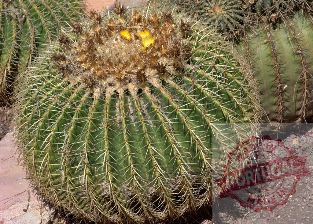Golden barrel cactus Echinocactus grusonii growing in desert garden | Golden barrel cactus (Echinocactus grusonii) showing yellow flowers and sharp spines in arid landscape - Realized with Pictrs.com