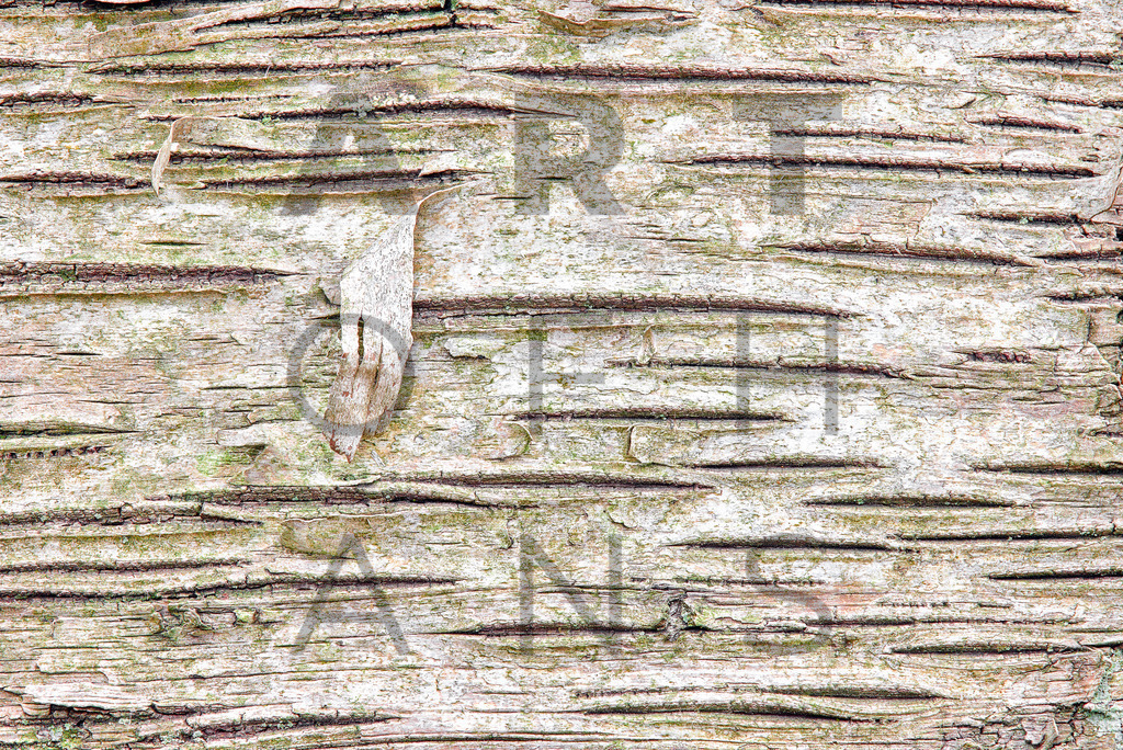 Ein Hans Fineart Original | Entdecke die Kunst von Hans Fineart - Fotografien für dein Zuhause. Verwandle deine Wände mit einzigartigen Kunstwerken und bringe die Schönheit der Welt in dein Leben. Bestelle jetzt und schaffe einen Ort der Inspiration und Eleganz.