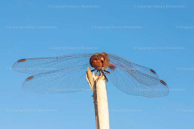 201914 | Tierfotografie, Tierkalender, Tierbilder, Insekten, Spinnen, Vögel, Schmetterling, Libellen, Leinwand, Colorkey, Qualität, Geschenkartikel, Geschenk - Realisiert mit Pictrs.com