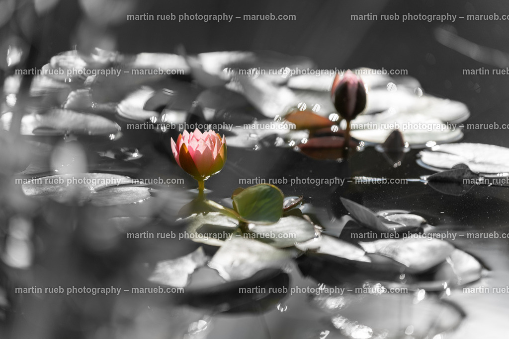 Water Lily Pond | Water Lily pond - Realisiert mit Pictrs.com