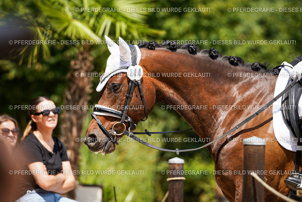 DSC01199 | Pferdegrafie