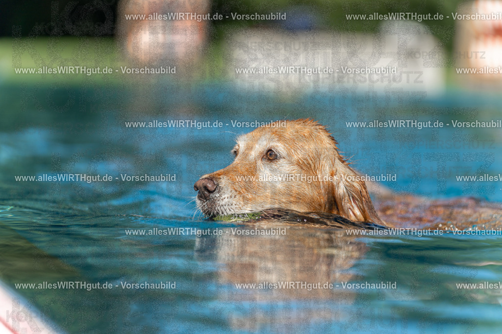 Hundeschwimmen_Volksbad_2026-allesWIRTHgut_Tierfotografie-2609061101-101107-7R509322 | Professionelle Tierfotografie in Mönchengladbach von Daniel Wirth (allesWIRTHgut). Liebevolle & natürliche Bilder von Hunden & Katzen für unvergessliche Erinnerungen.